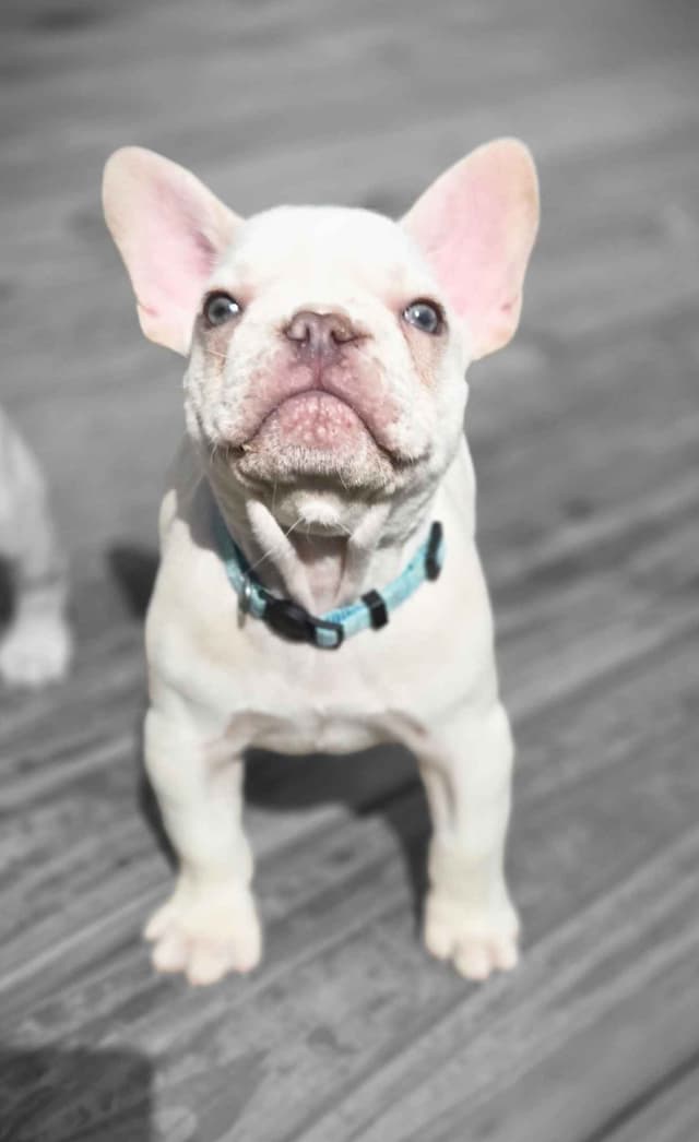 Lilac Platinum French Bulldog Puppy media 11