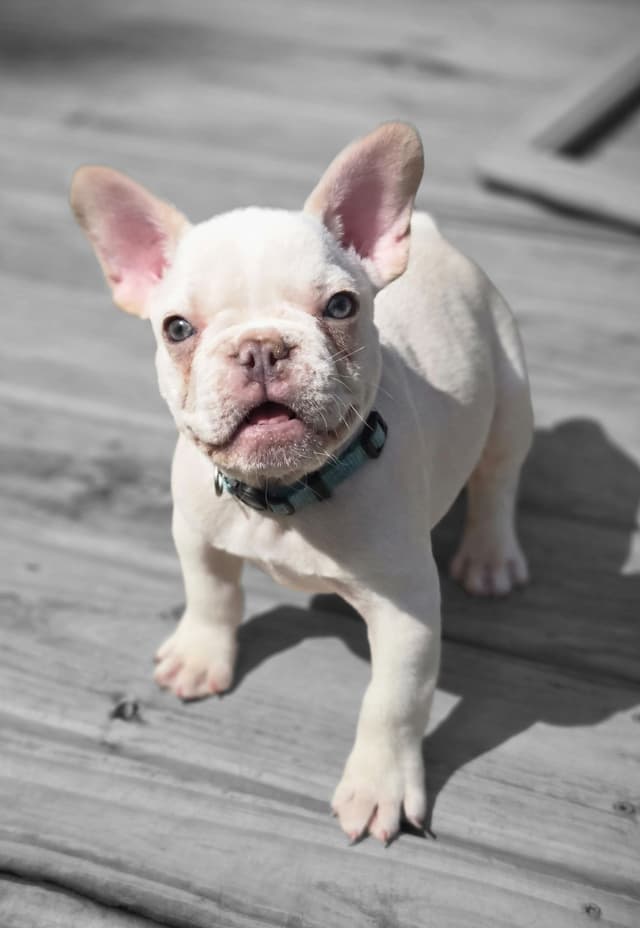 Lilac Platinum French Bulldog Puppy media 12