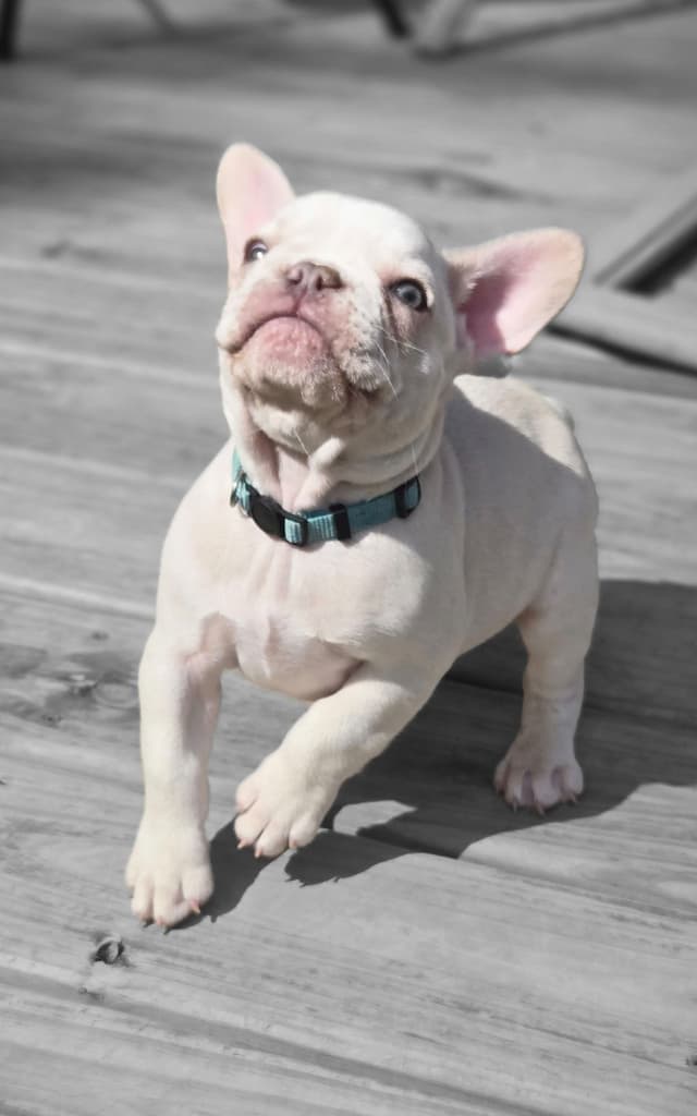 Lilac Platinum French Bulldog Puppy media 13