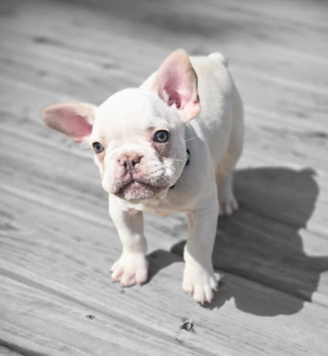 Lilac Platinum French Bulldog Puppy media 15