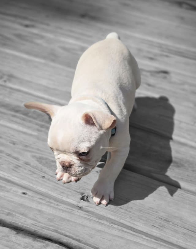 Lilac Platinum French Bulldog Puppy media 18