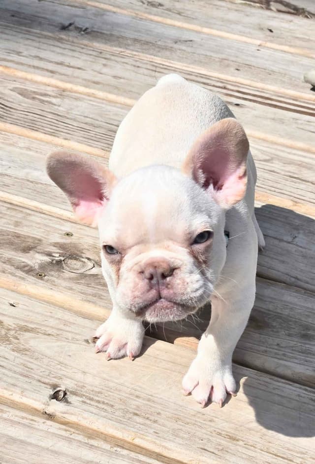 Lilac Platinum French Bulldog Puppy media 19