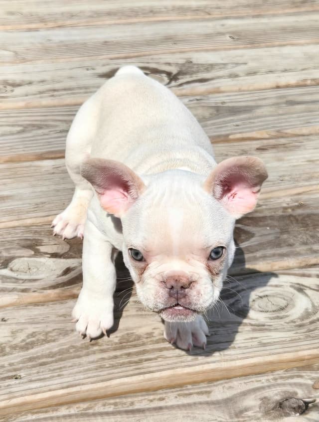Lilac Platinum French Bulldog Puppy media 20