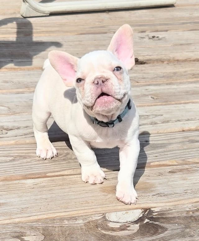 Lilac Platinum French Bulldog Puppy media 21