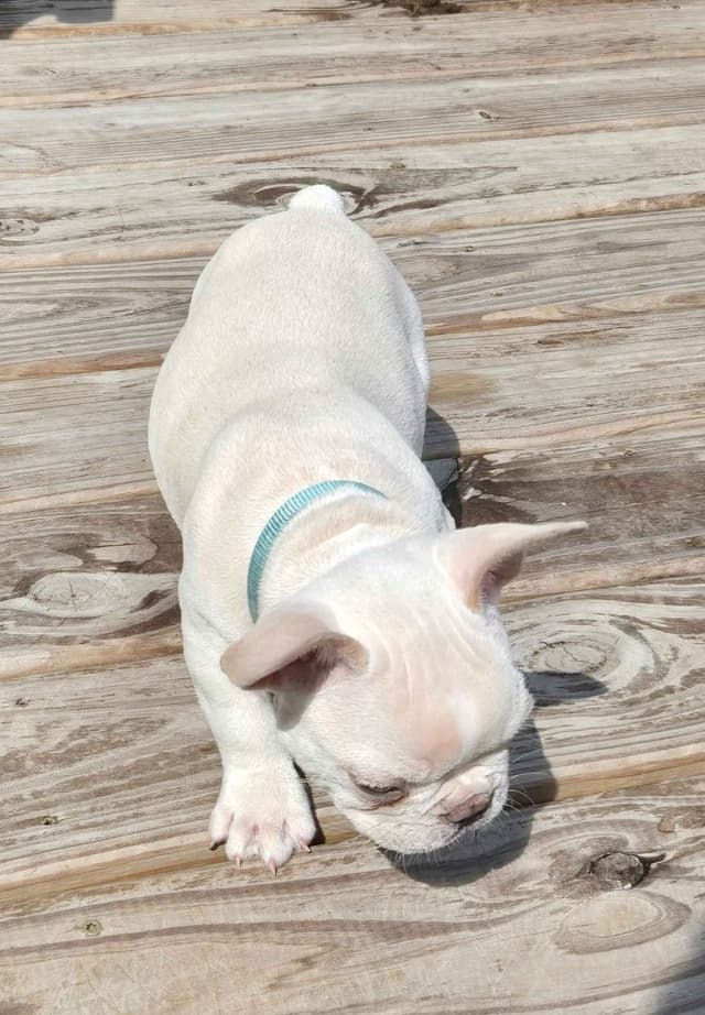Lilac Platinum French Bulldog Puppy media 22