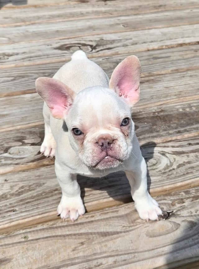 Lilac Platinum French Bulldog Puppy media 23