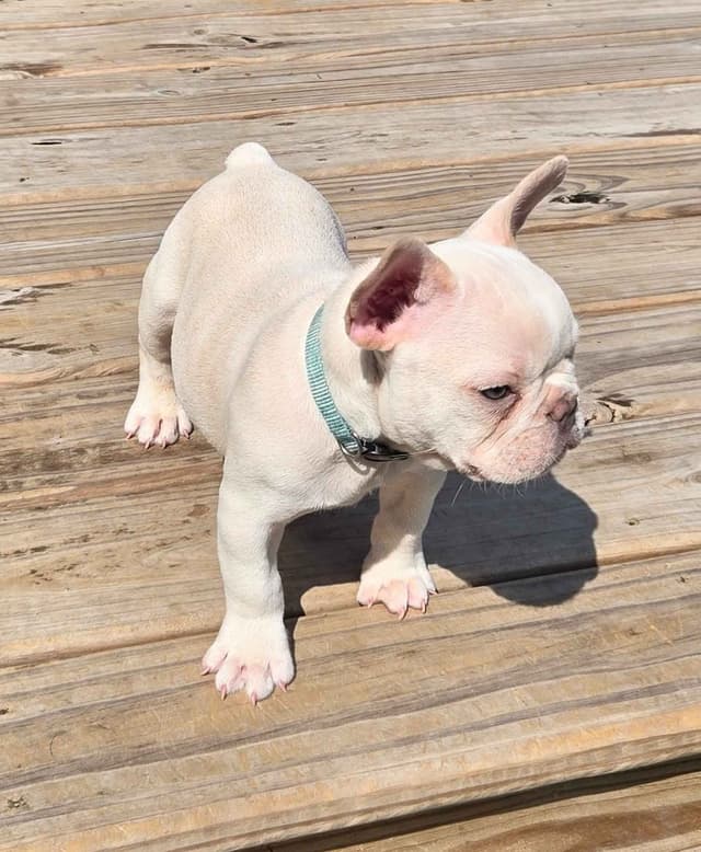 Lilac Platinum French Bulldog Puppy media 24