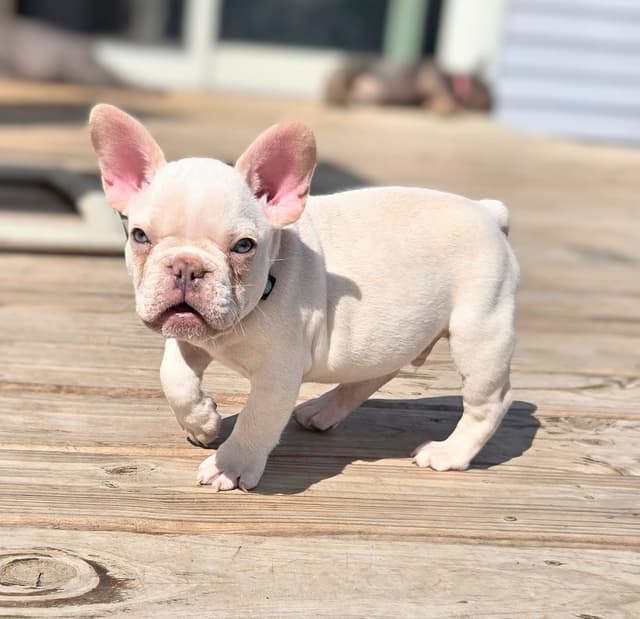 Lilac Platinum French Bulldog Puppy media 25