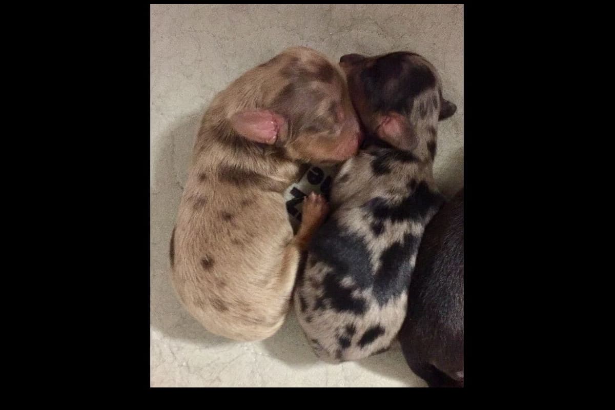 Dachshund Puppies breeder image 1