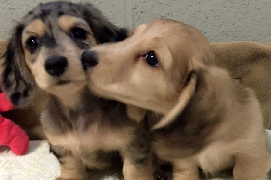 Dachshund Puppies breeder image 4