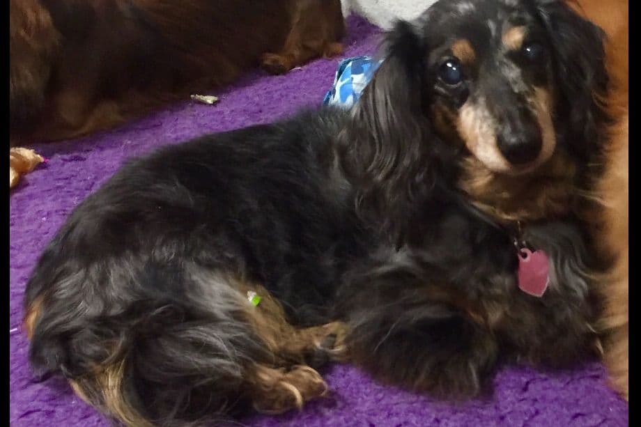 Dachshund Puppies breeder image 2