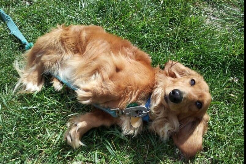Dachshund Puppies breeder image 5