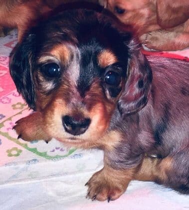 Dachshund Puppies breeder image 6