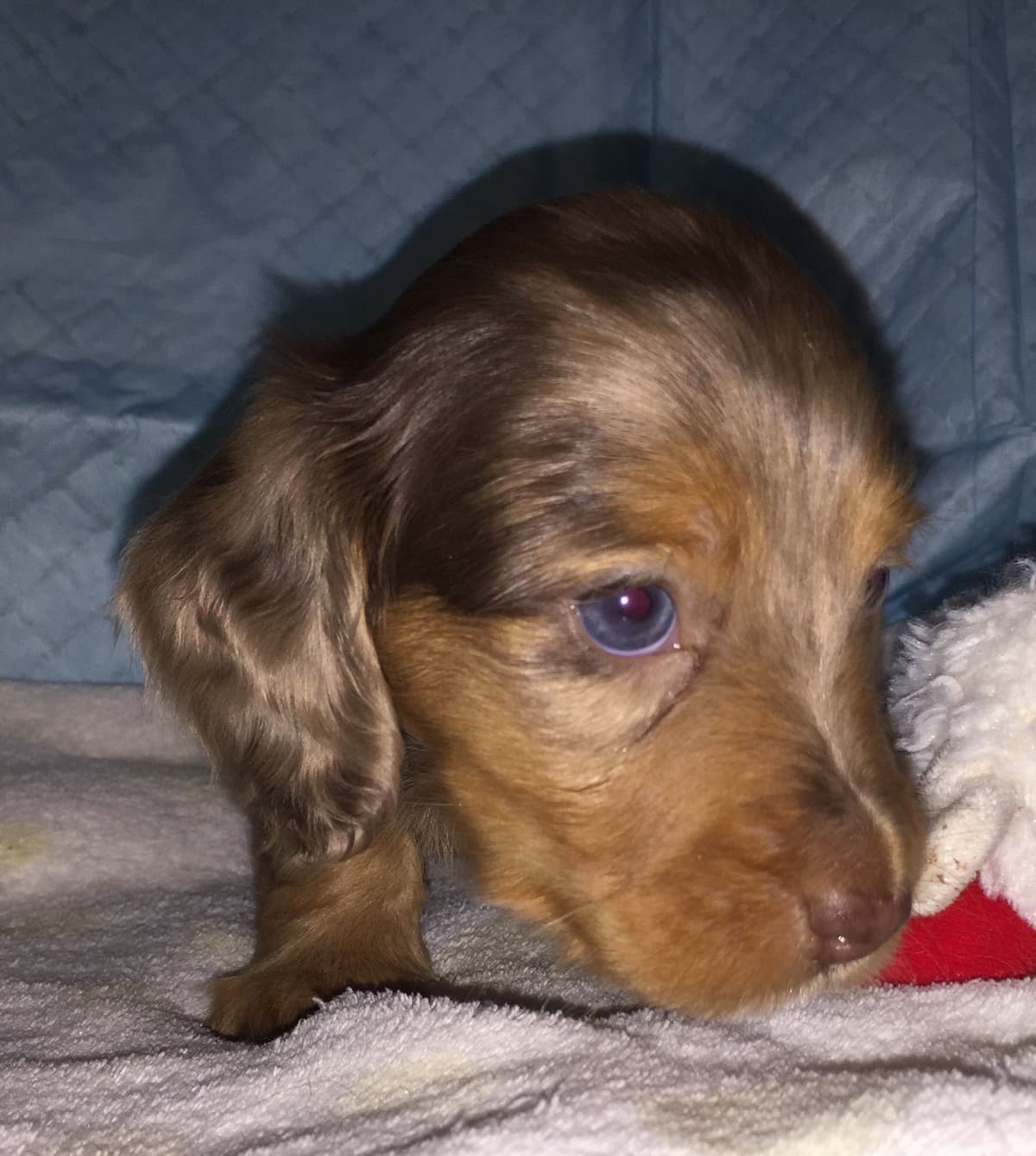 Dachshund Puppies breeder image 12