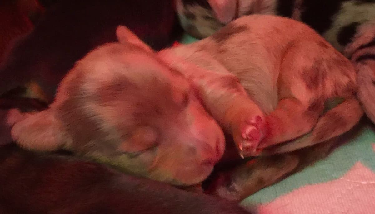 Dachshund Puppies breeder image 14