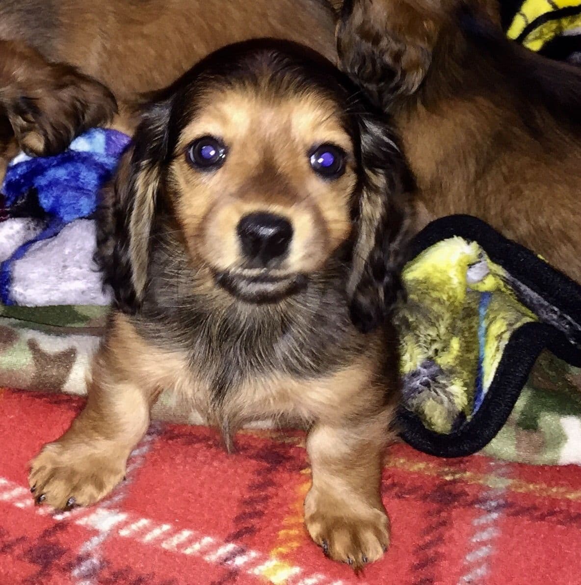 Dachshund Puppies breeder image 15