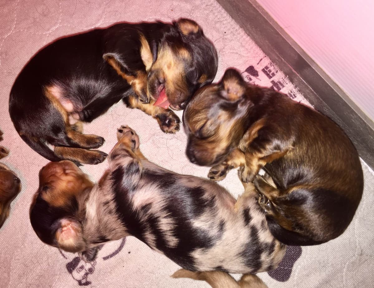 Dachshund Puppies breeder image 16