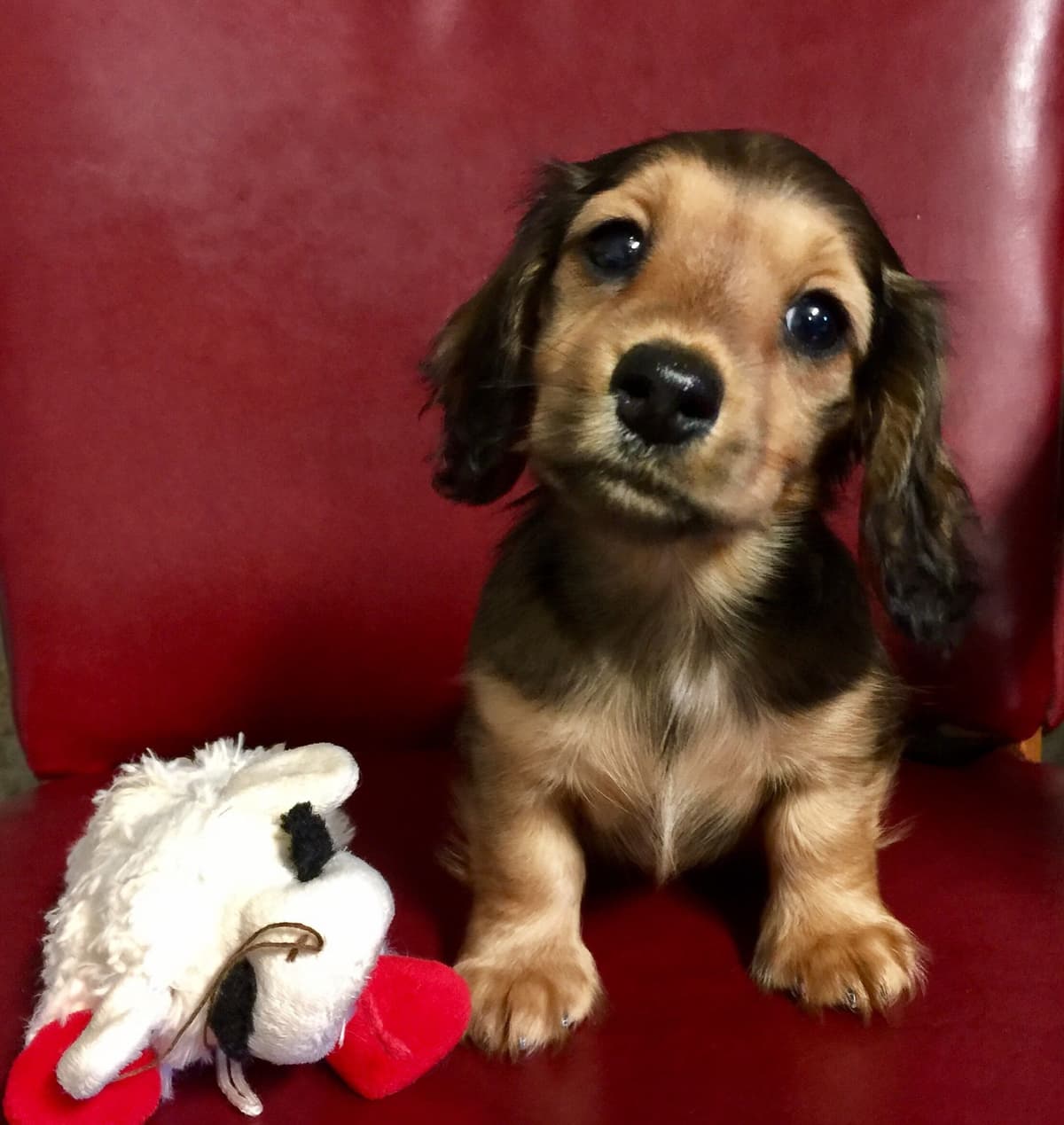 Dachshund Puppies breeder image 18