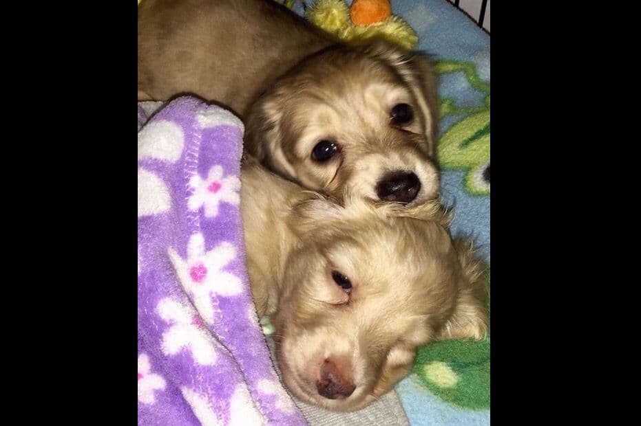 Dachshund Puppies breeder image 21