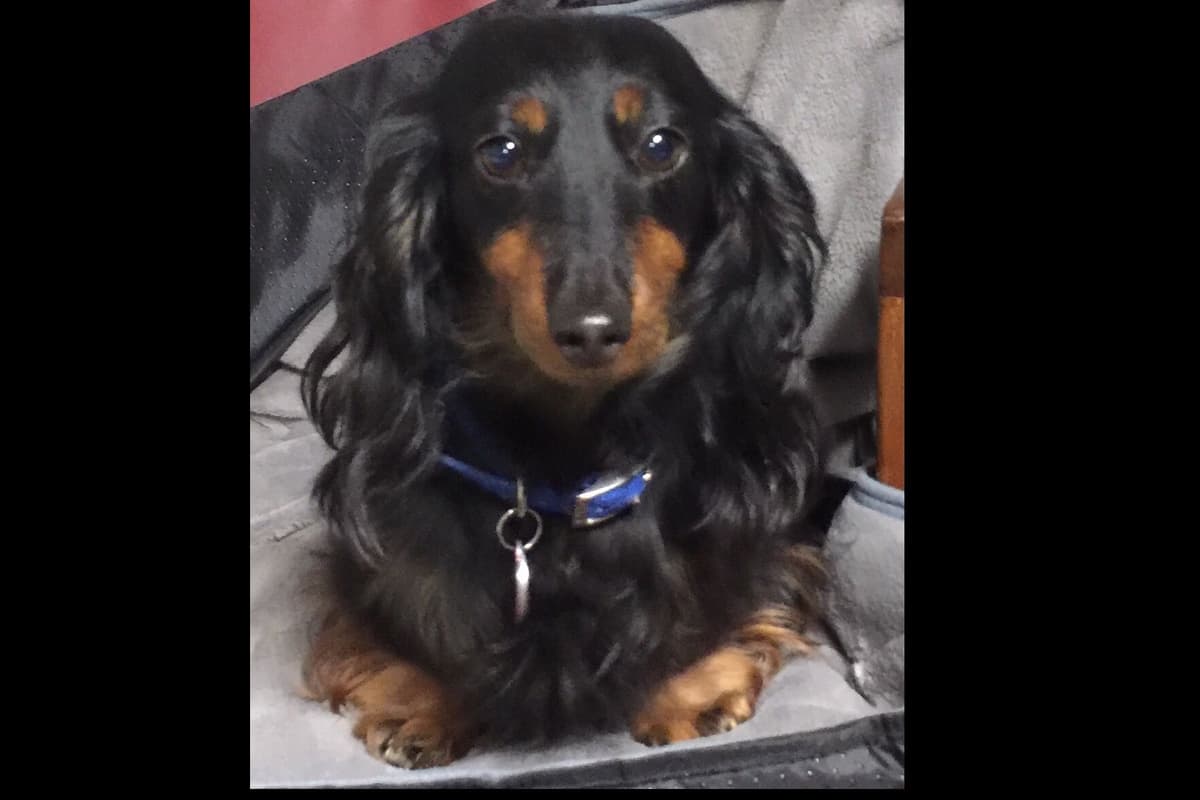 Dachshund Puppies breeder image 22