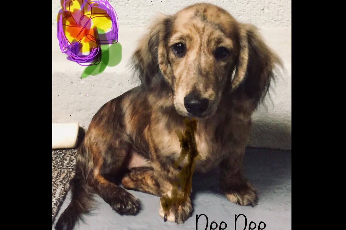 Dachshund Puppies breeder image 23