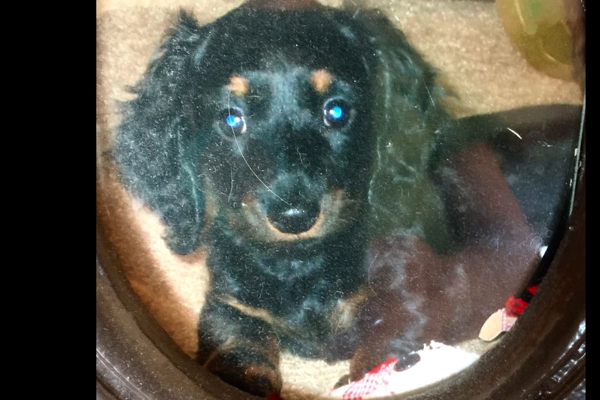 Dachshund Puppies breeder image 24