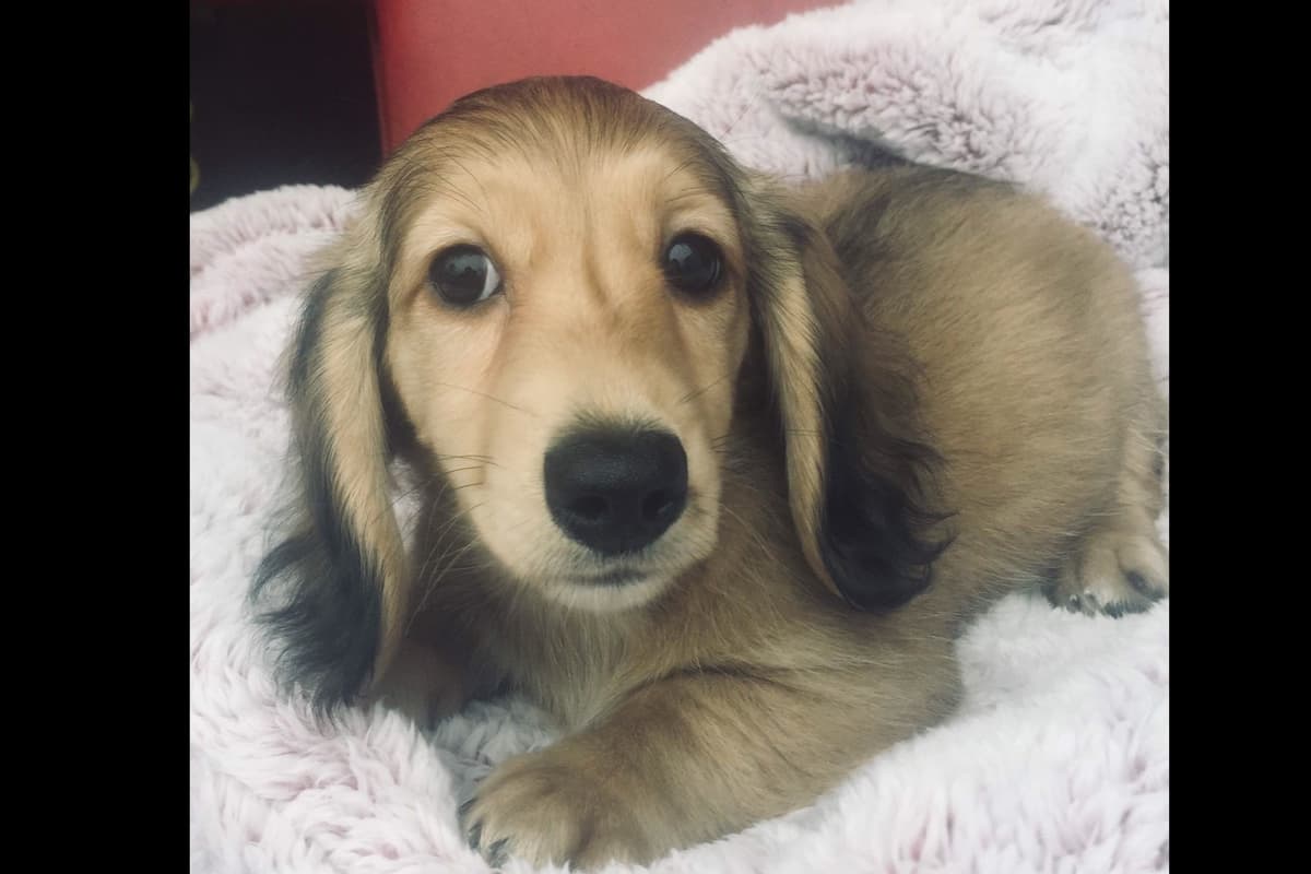 Dachshund Puppies breeder image 25