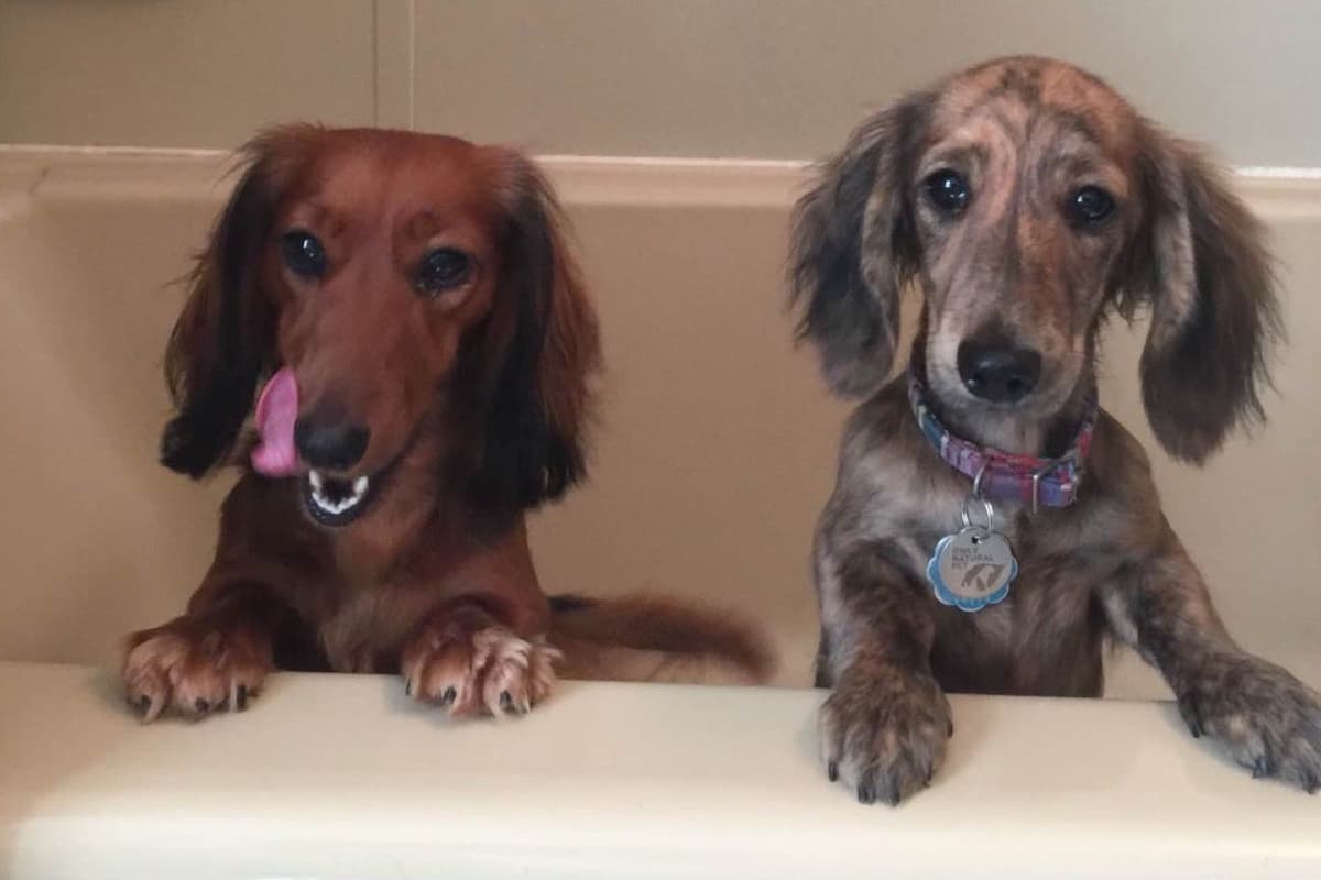 Dachshund Puppies breeder image 26