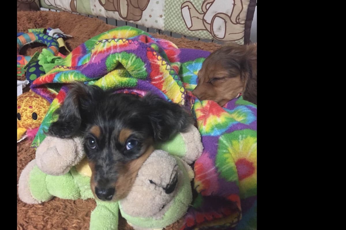 Dachshund Puppies breeder image 30
