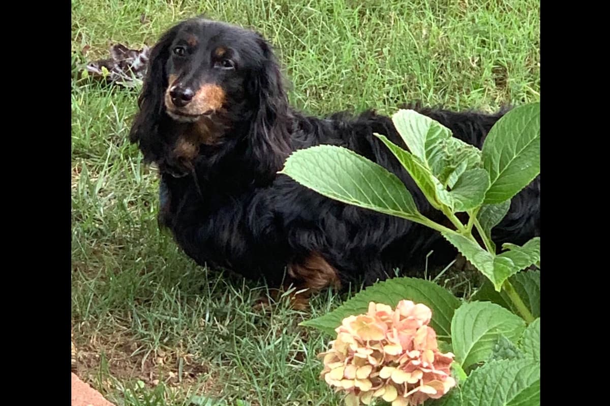 Dachshund Puppies breeder image 31