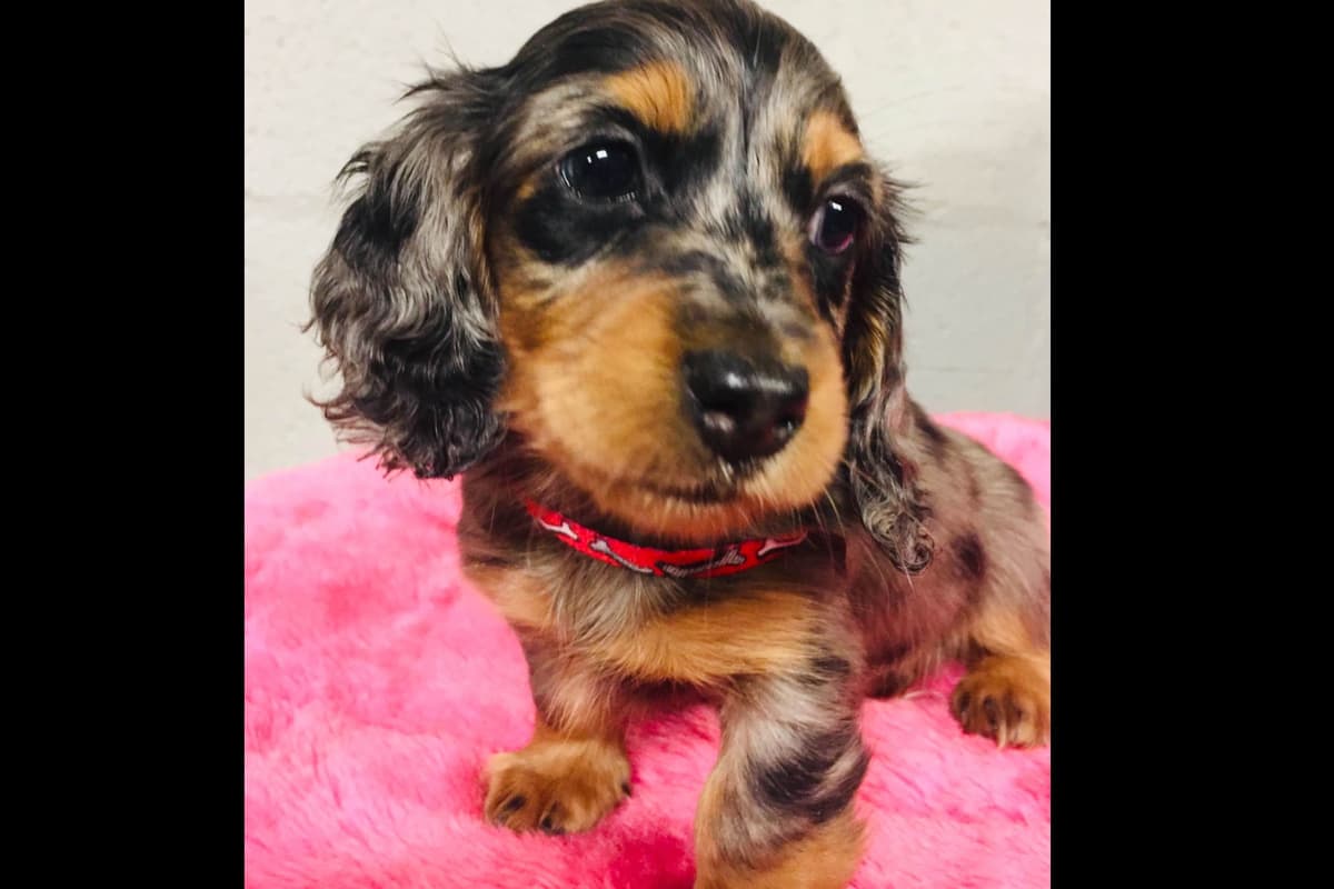 Dachshund Puppies breeder image 32