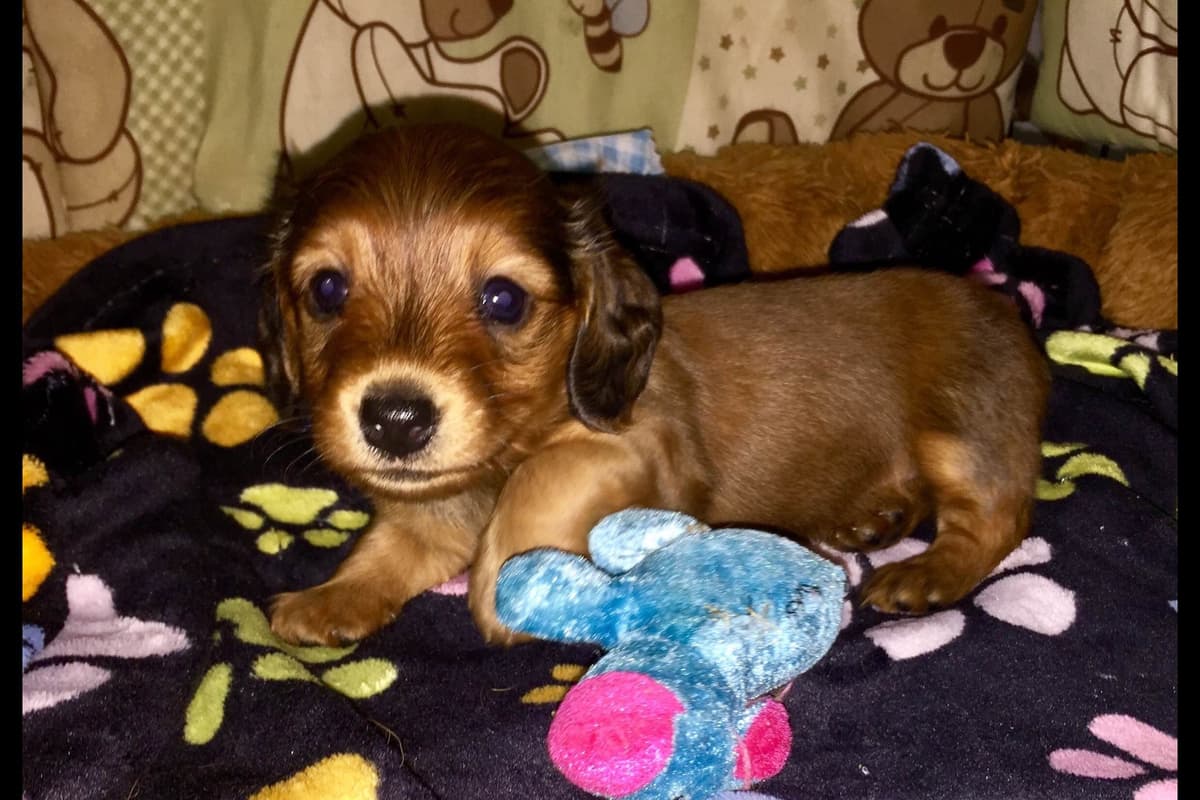 Dachshund Puppies breeder image 33