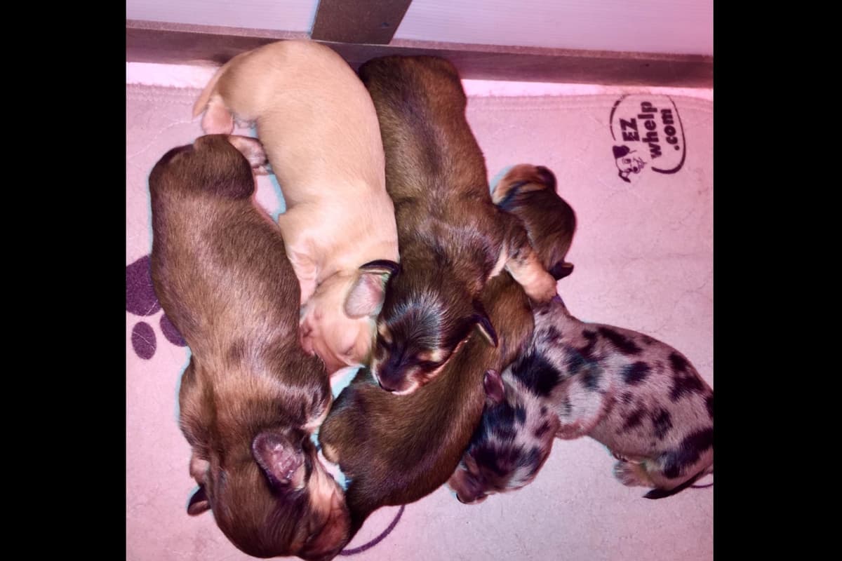 Dachshund Puppies breeder image 34