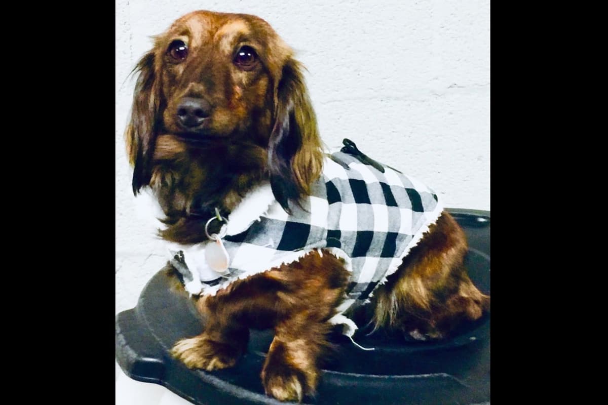 Dachshund Puppies breeder image 35