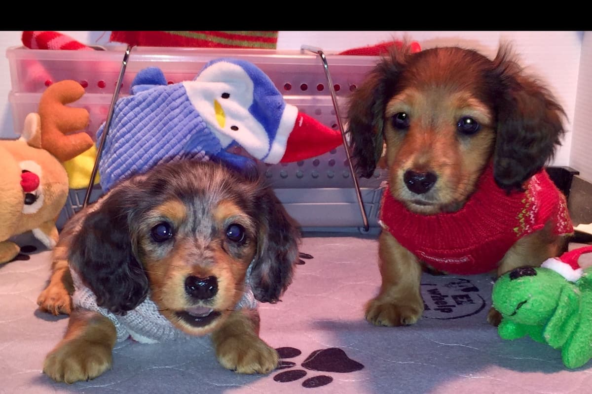 Dachshund Puppies breeder image 36