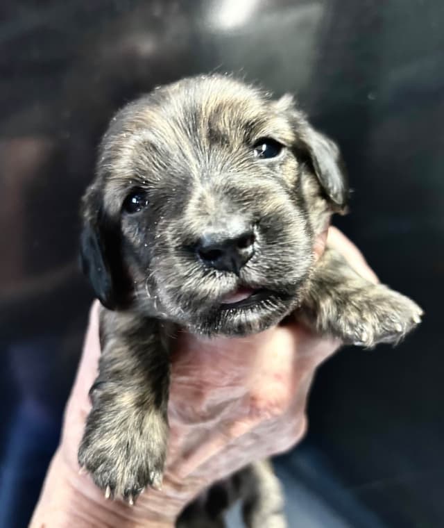 Dachshund Puppies media 2