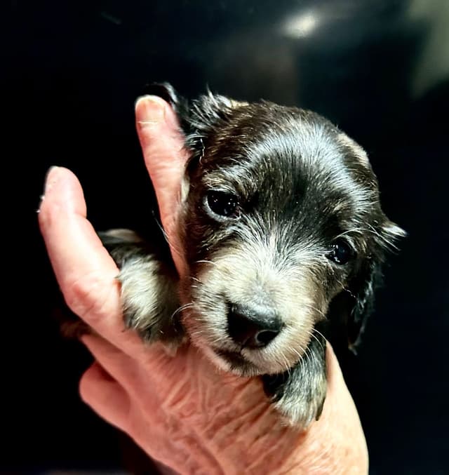 Dachshund Puppies media 4