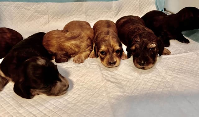 Dachshund Puppies media 3