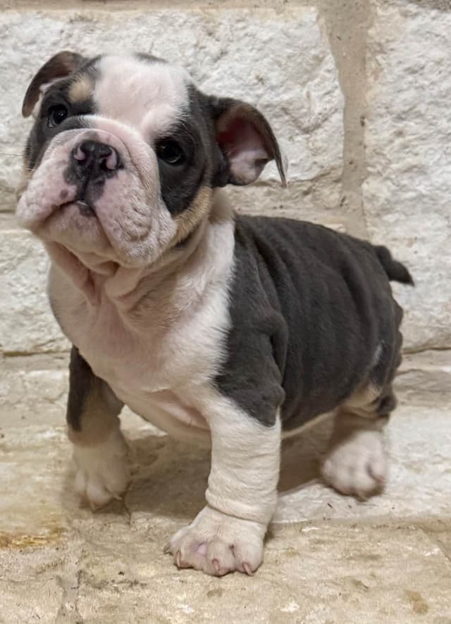 AKC Bulldog Puppies media 2