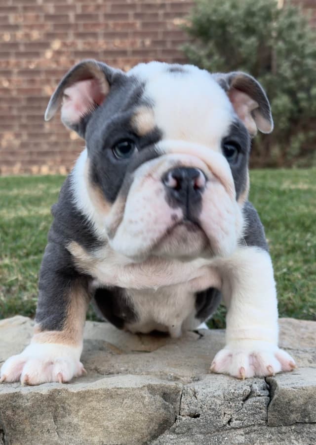 AKC Bulldog Puppies media 3