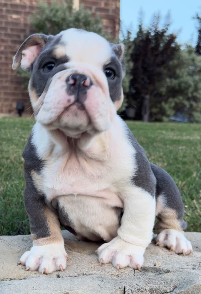 AKC Bulldog Puppies media 4