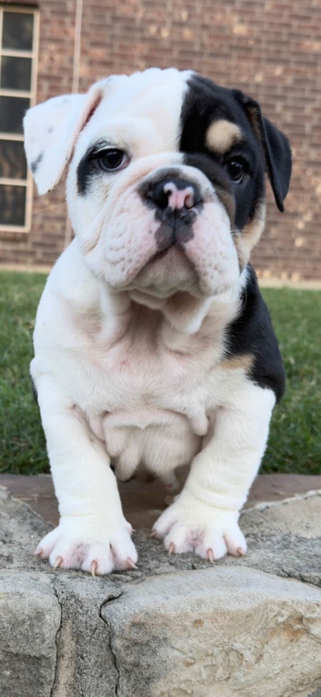 AKC Bulldog Puppies media 5