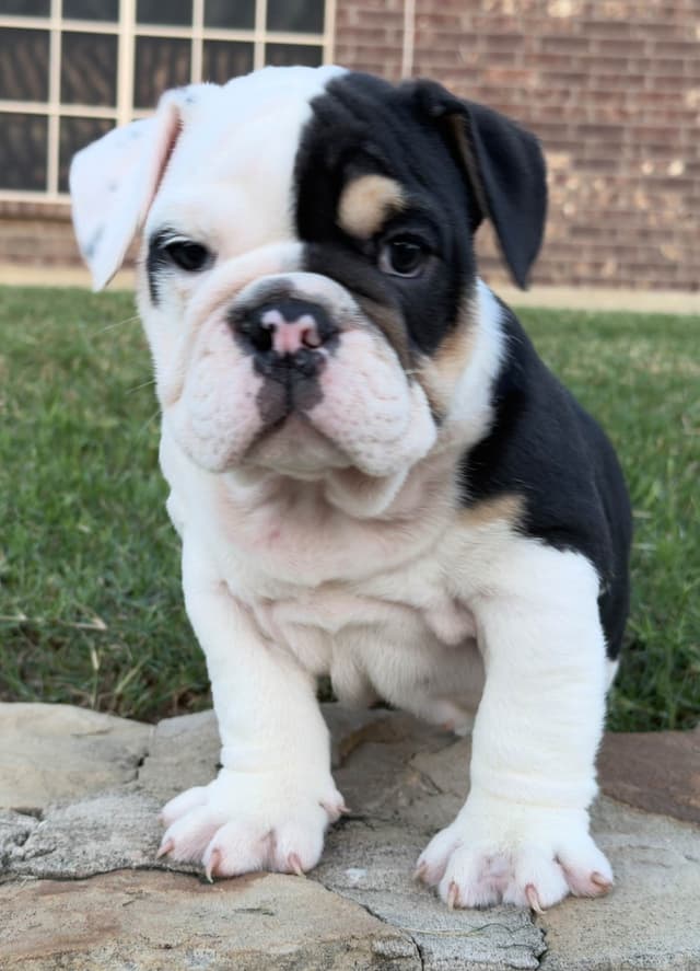 AKC Bulldog Puppies media 6