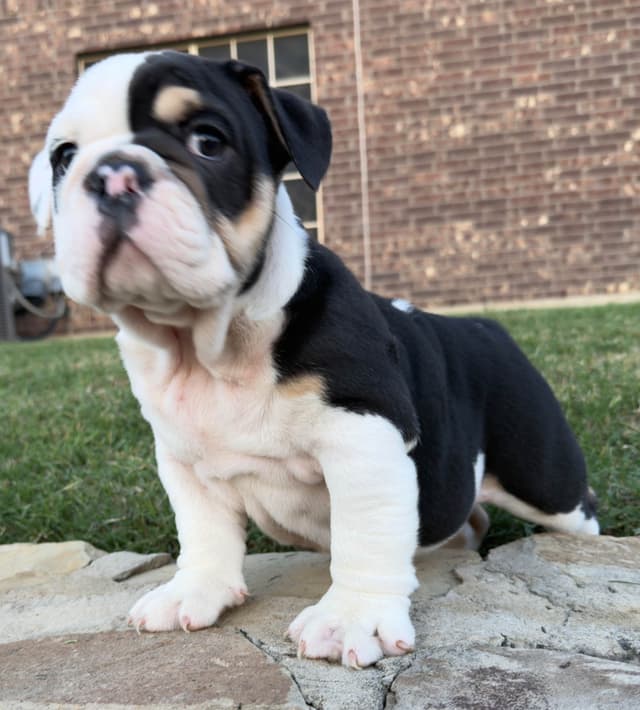 AKC Bulldog Puppies media 7