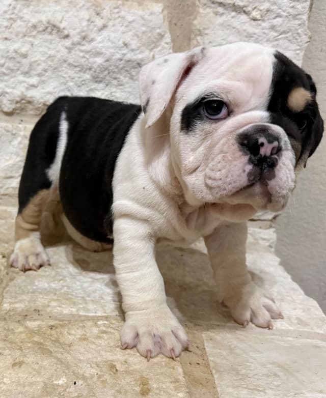 AKC Bulldog Puppies media 8