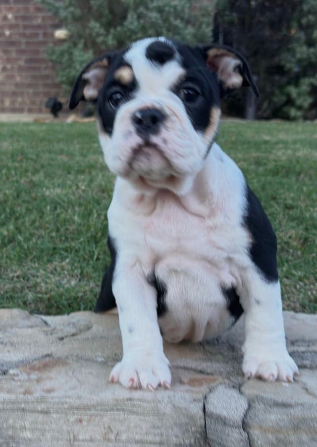 AKC Bulldog Puppies media 12