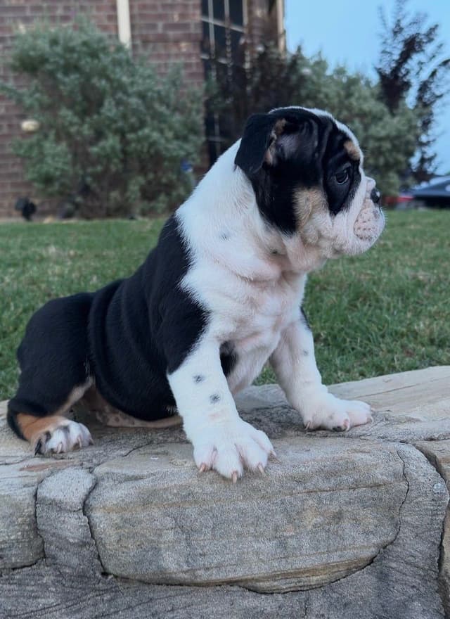 AKC Bulldog Puppies media 14