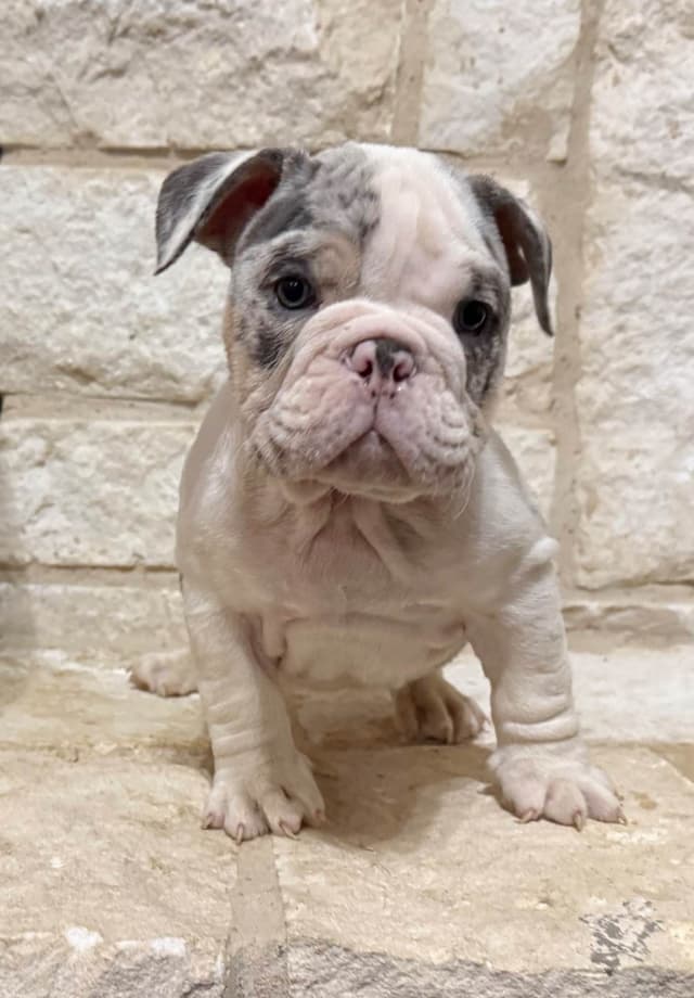 AKC Bulldog Puppies media 9