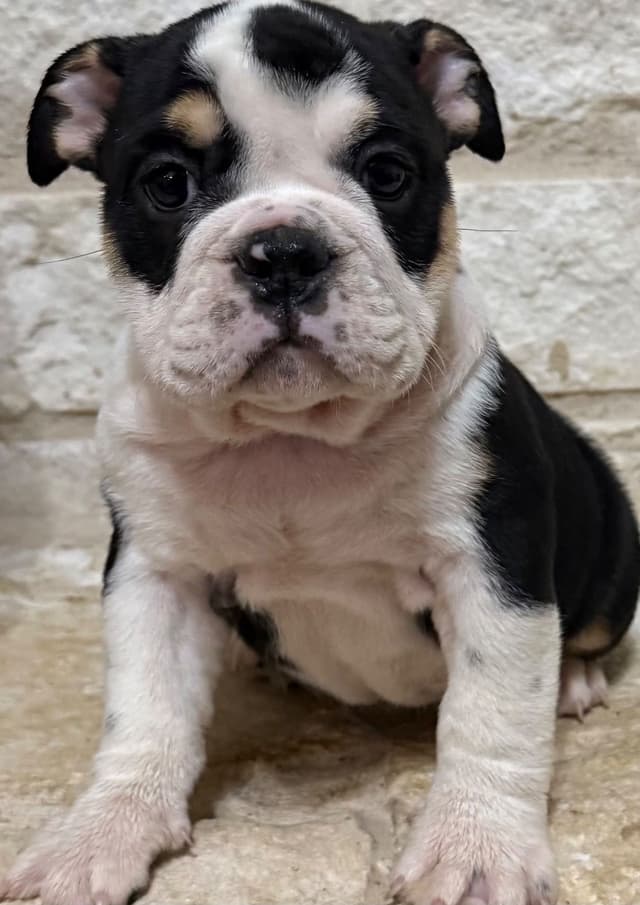 AKC Bulldog Puppies media 13
