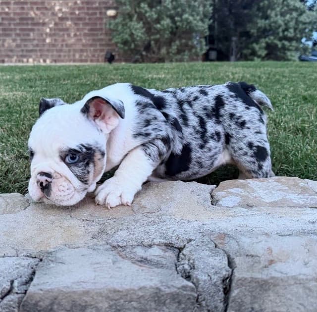 AKC Bulldog Puppies media 18